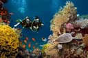 Two scuba divers over a coral garden, a sea turtle resting on the reef beside them
